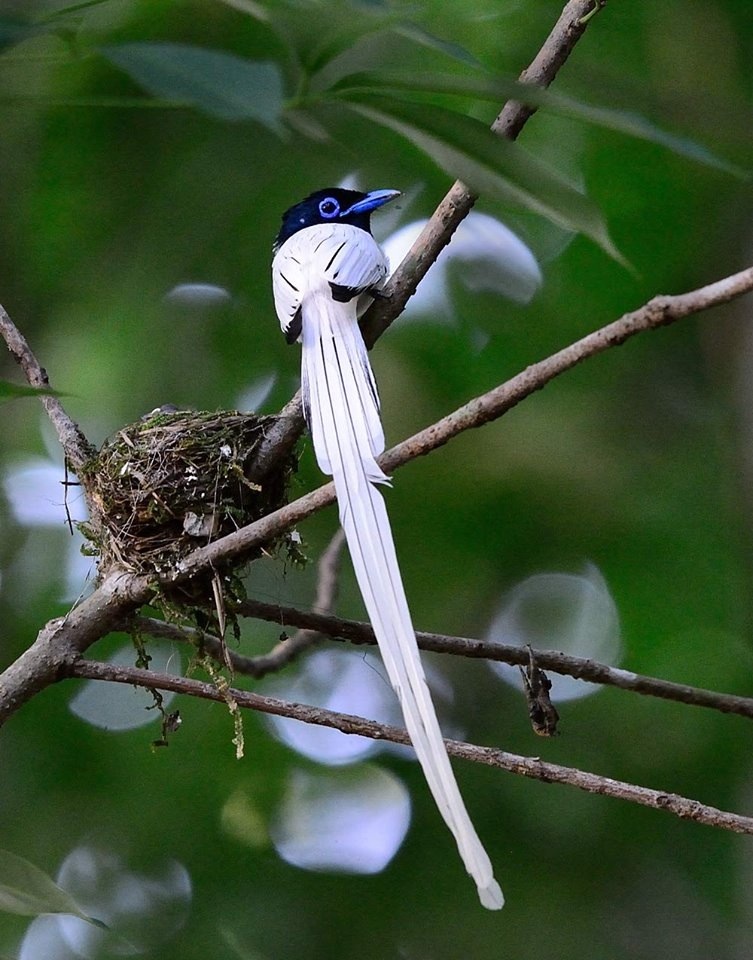 นกแซวสวรรค Blyth s Paradise flycatcher Birds of Thailand Siam Avifauna