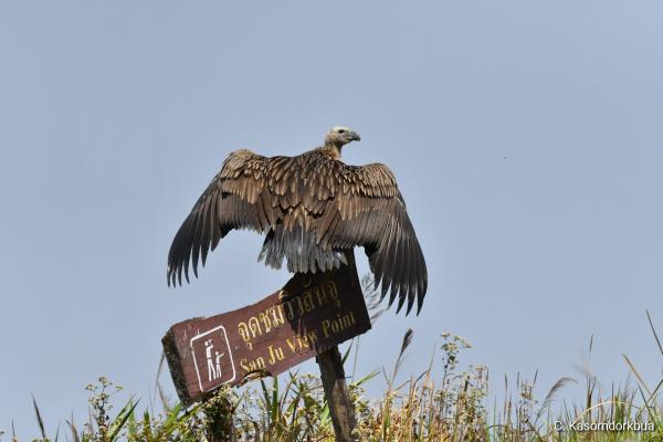 Released vulture