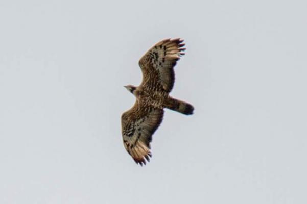 Oriental honey-buzzard