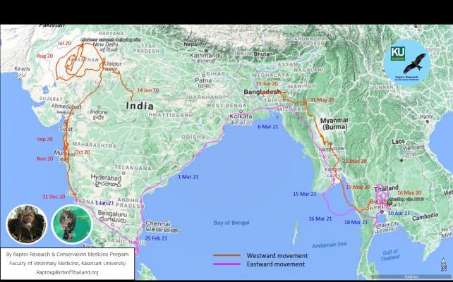 Migration of Black kite, govinda 2020-2021