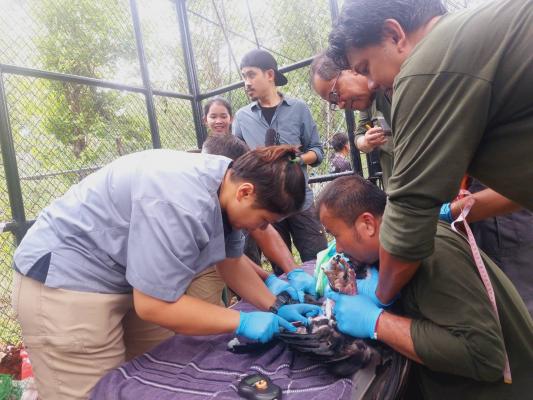 ZPO veterinary team examines vulture.