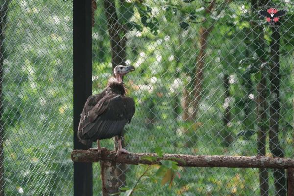 The 7-month-old, female recent fledgling in a separate nursery enclosure